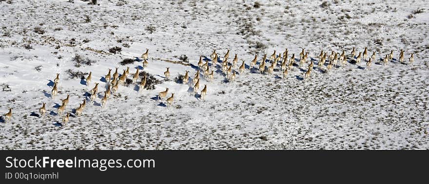 GROUP OF BIGHORN SHEEP