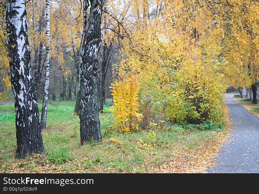 Birch Trees Alley In The Autumn