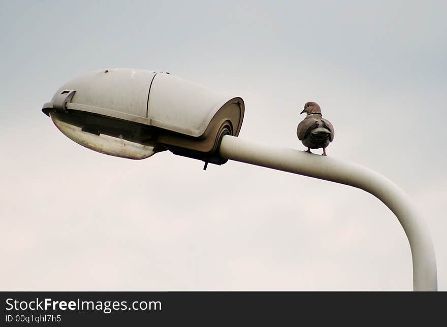 A nice little pigeon on the lamp