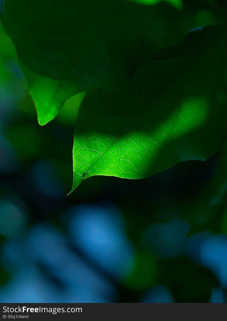 Beautiful green leave with sunshine in bright sunmmer