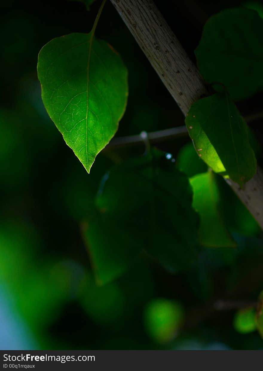 Beautiful green leave with sunshine in bright sunmmer