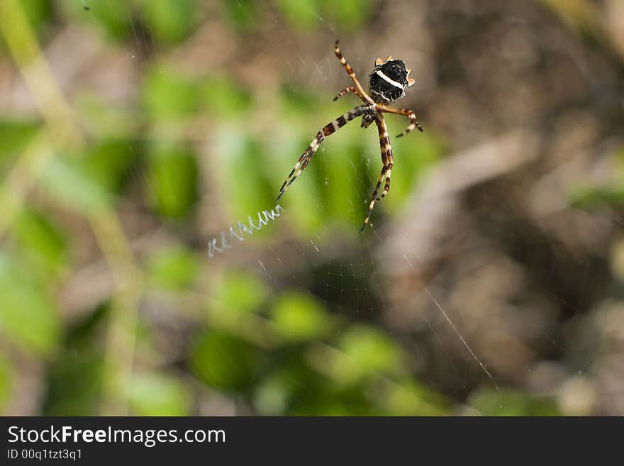 Spider And Its Net