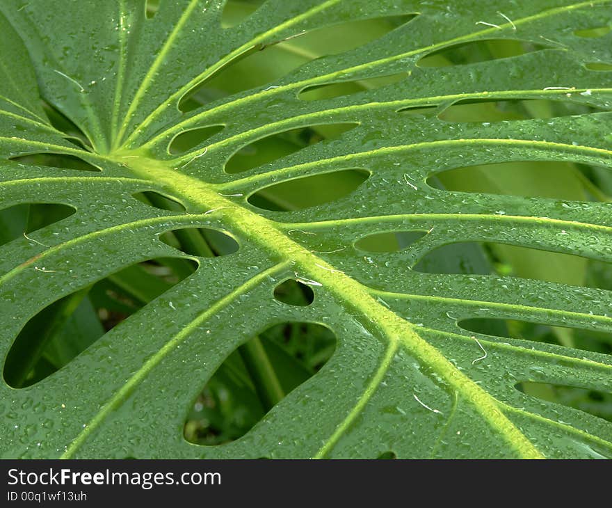 Background Green Leaf with holes