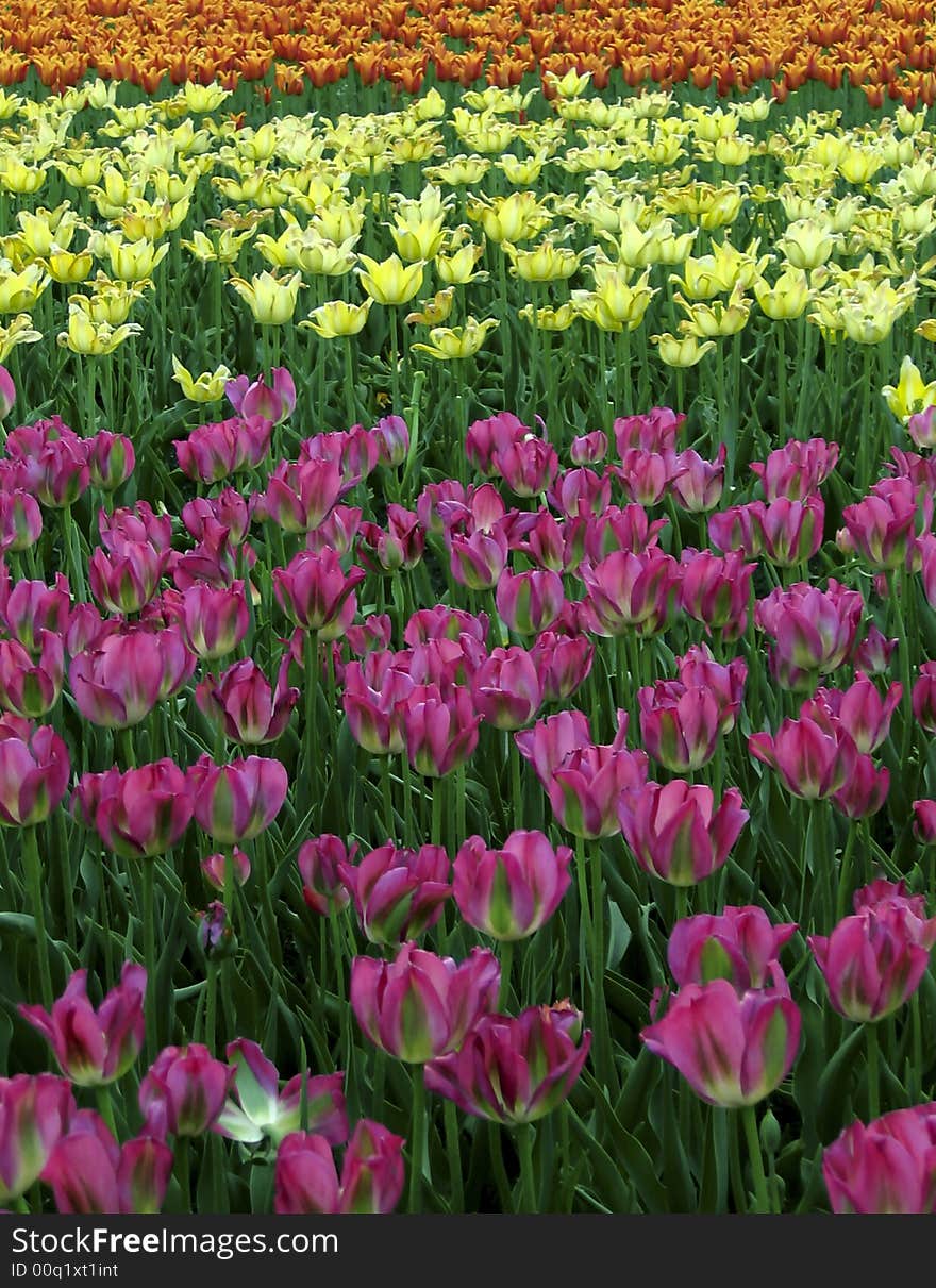 Spring. There is a lot of tulips in a park. Beauty. Spring. There is a lot of tulips in a park. Beauty.