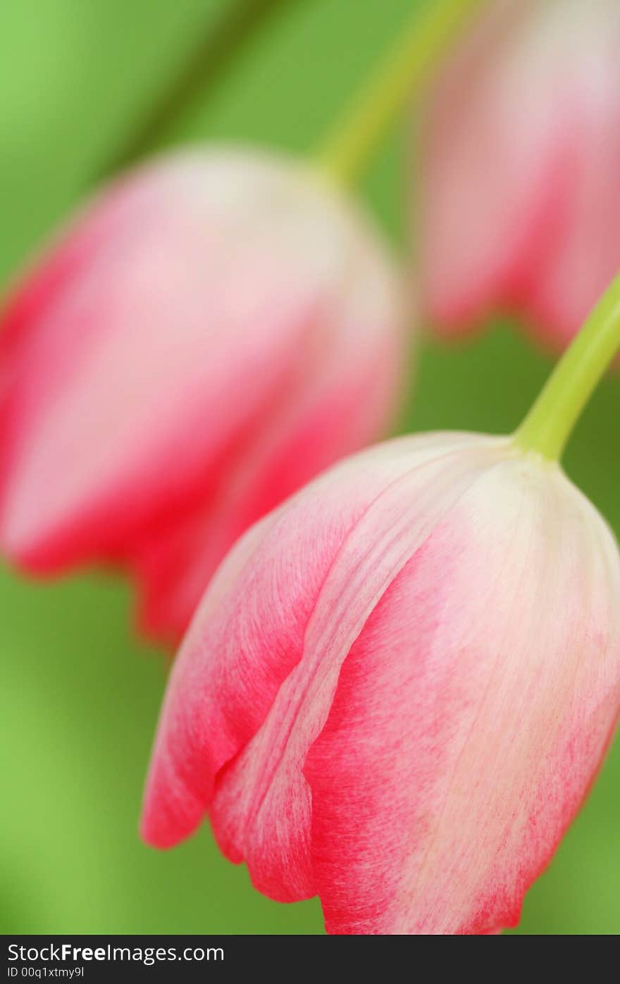 Tulip close-up