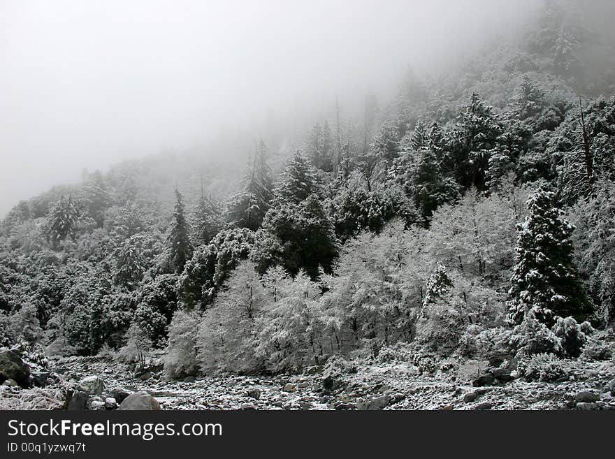 Winter Forest