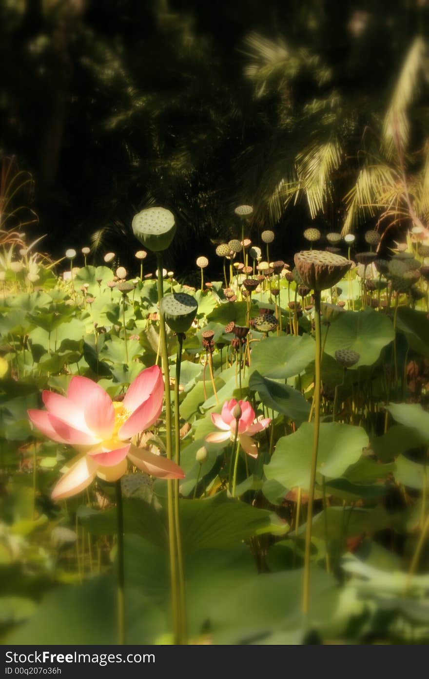 Cluster of waterlilies in Santa Barbara garden park. Cluster of waterlilies in Santa Barbara garden park