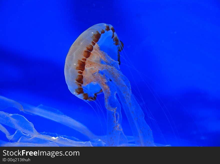 Jelly fish swimming in the aquariums