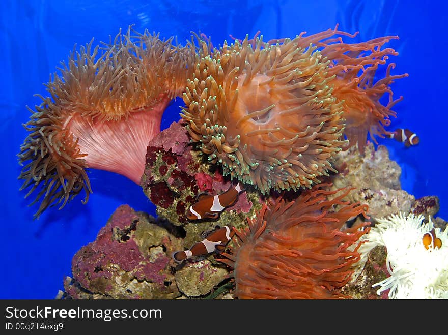 Colorful fish and coral swimming in the aquarium