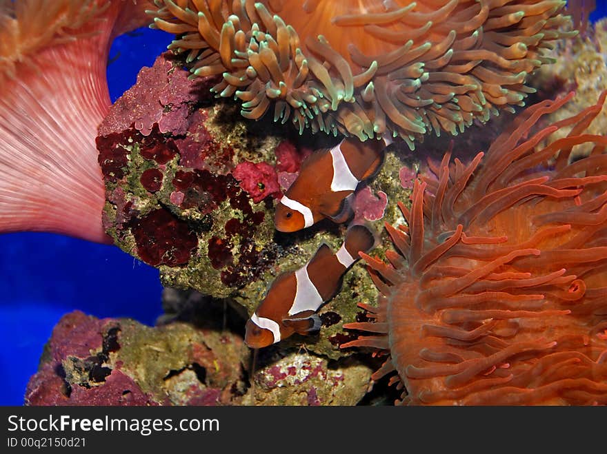 Colorful fish and coral swimming in the aquariums