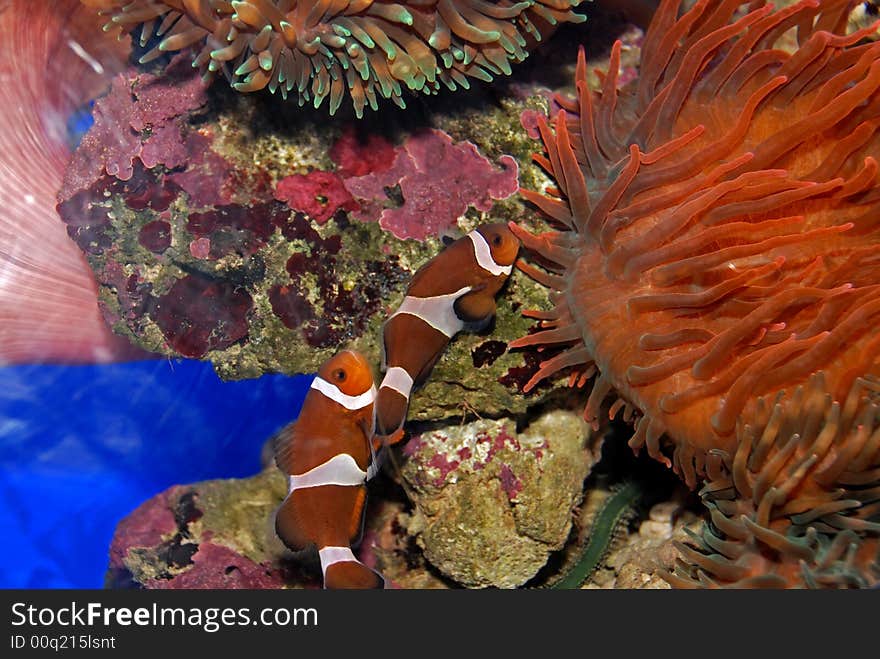 Colorful fish and coral swimming in the aquarium