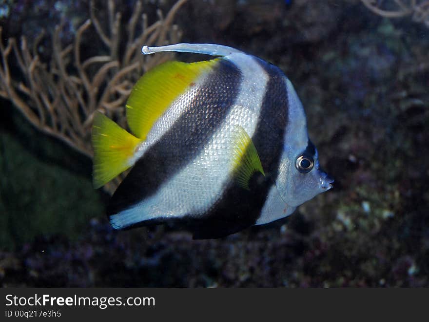 Colorful fish swimming in the aquariums