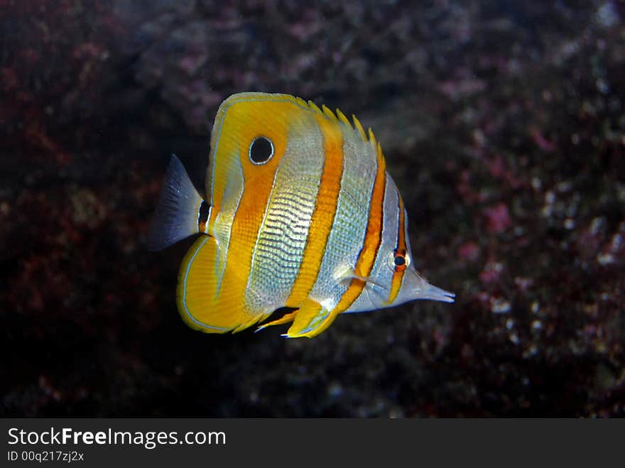 Colorful Fish Swimming In The Aquarium