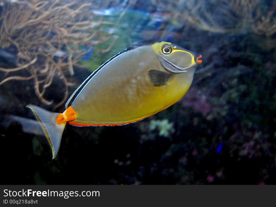 Colorful fish swimming in the aquariums