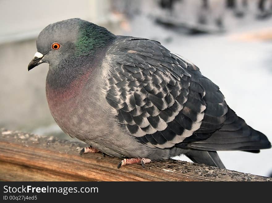 One pigeon in a city park in Moscow