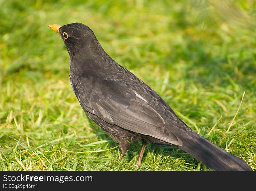 Blackbird with a worm