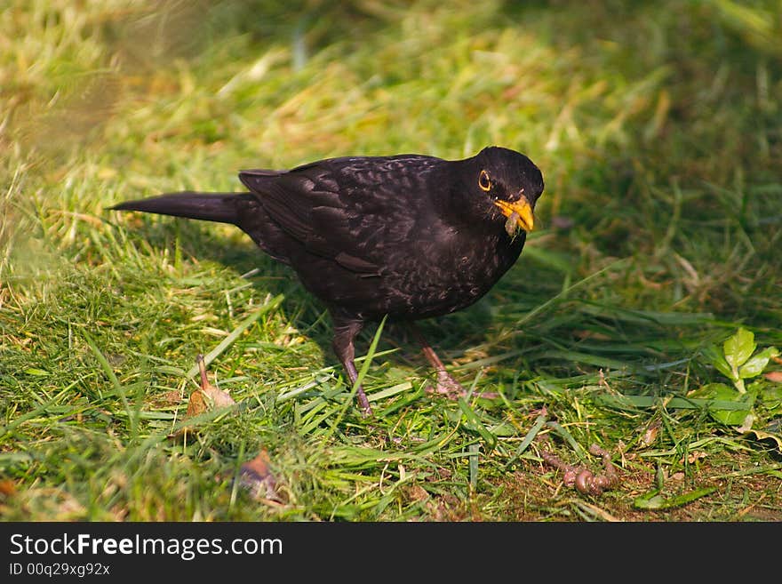 Blackbird with a worm