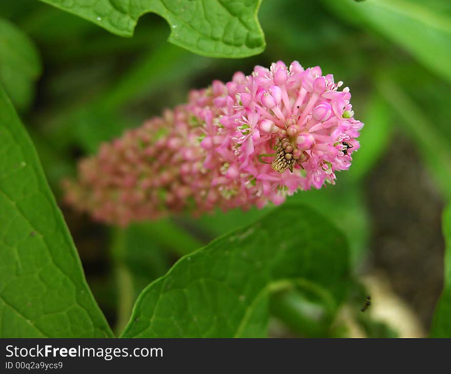 Club-look pink flower