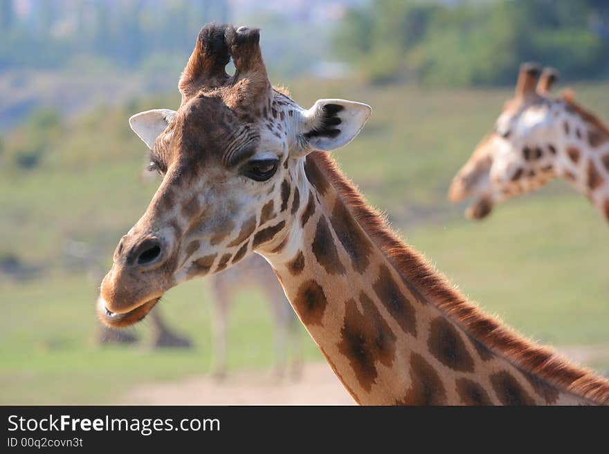 A Detail Of A Giraffe's Head