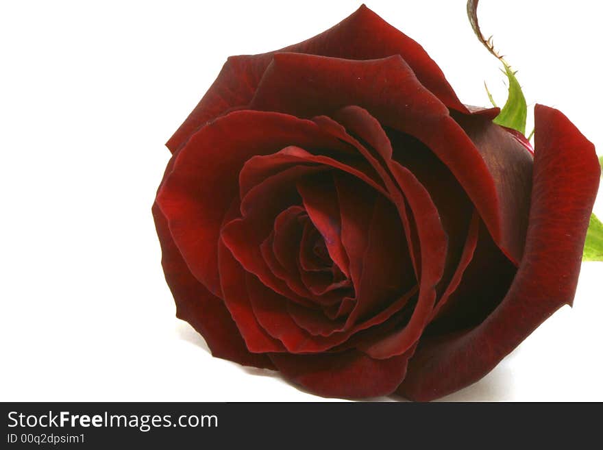 Beautiful Valentine Red Rose