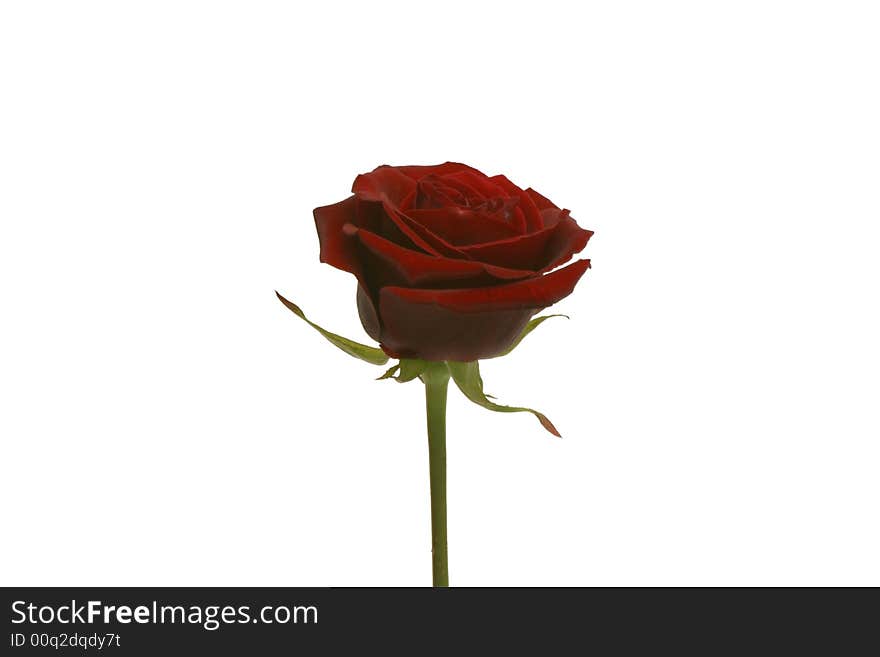 Red rose for valentine s day