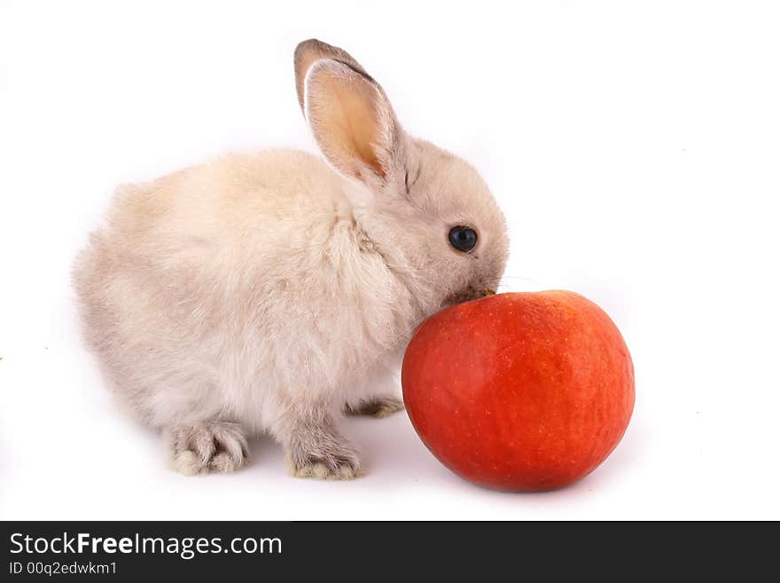 A rabbit isolated against white background