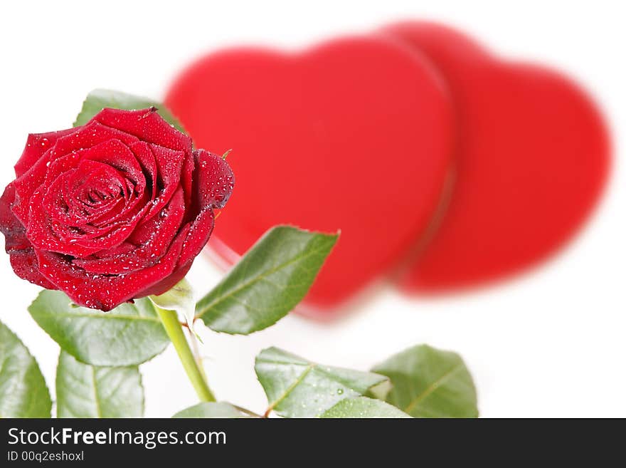 Single red rose on a white background with hearts. Single red rose on a white background with hearts