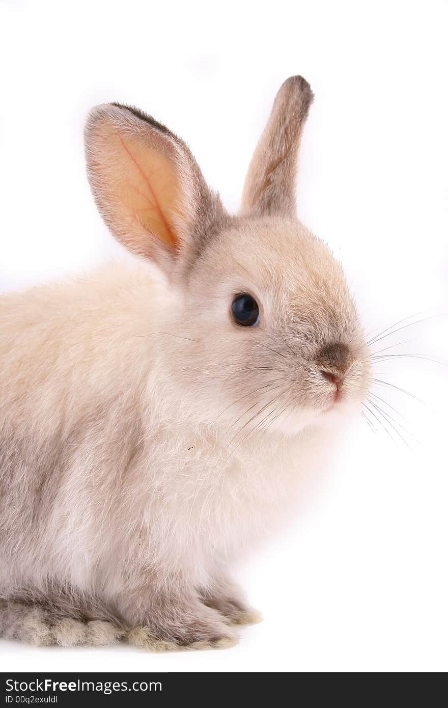 A rabbit isolated against white background