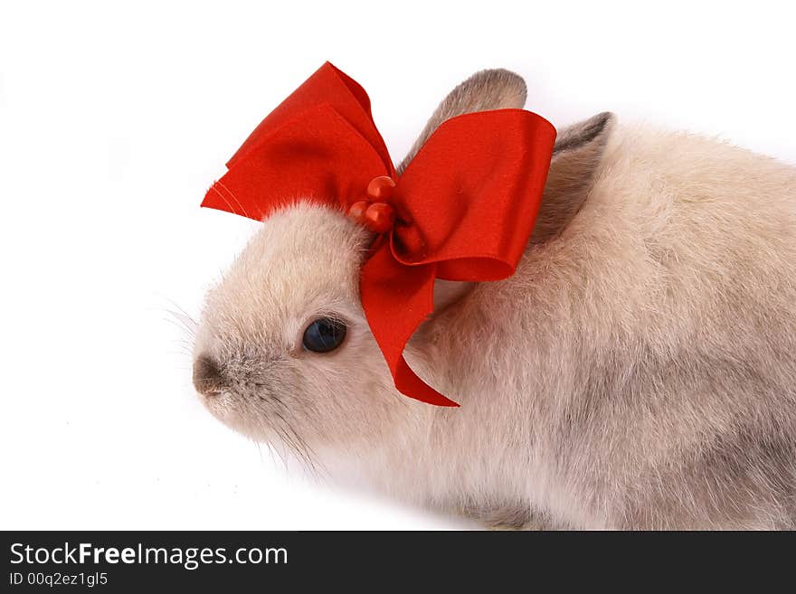 A rabbit isolated against white background