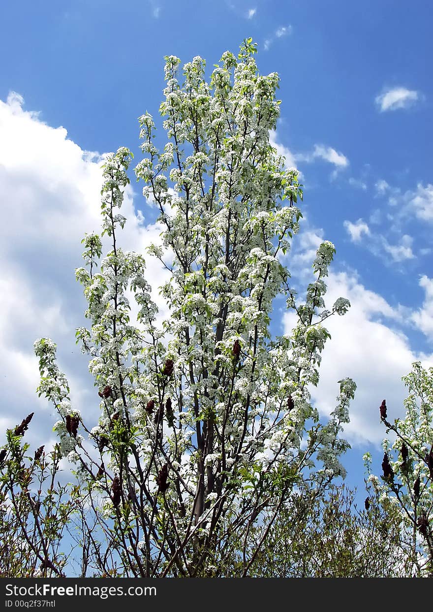 Spring flowered tree with clouded blue sky at background