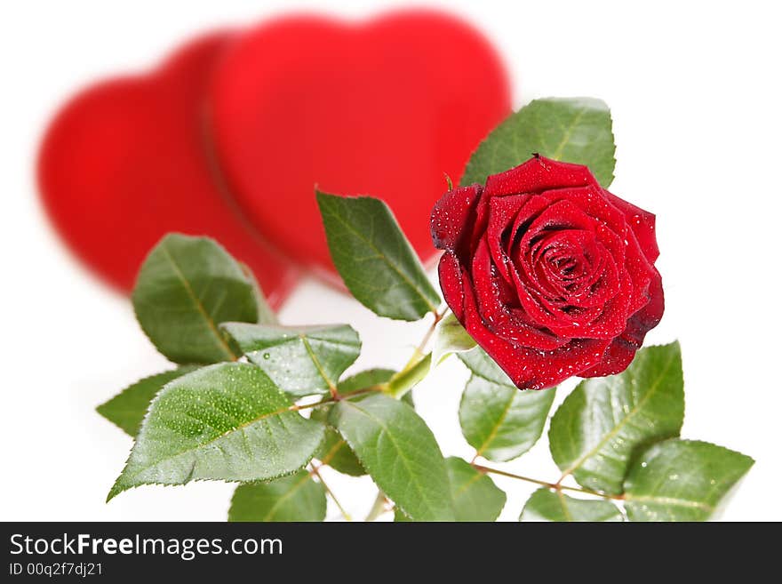 Single red rose with hearts on a white background. Single red rose with hearts on a white background