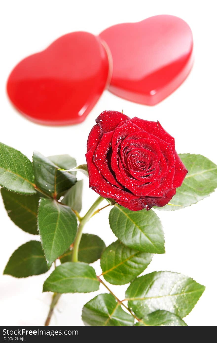 Single red rose on a white background with hearts. Single red rose on a white background with hearts