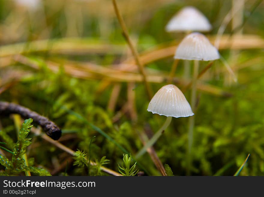 A fungus found in a forest. A fungus found in a forest