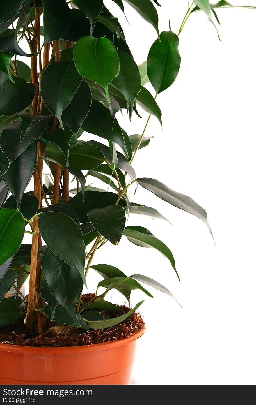 Green ficus tree in a brown pot Isolated white.