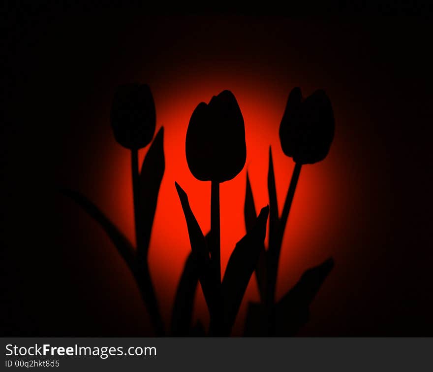 Blooming tulips silhouette Contour plants natural. Blooming tulips silhouette Contour plants natural