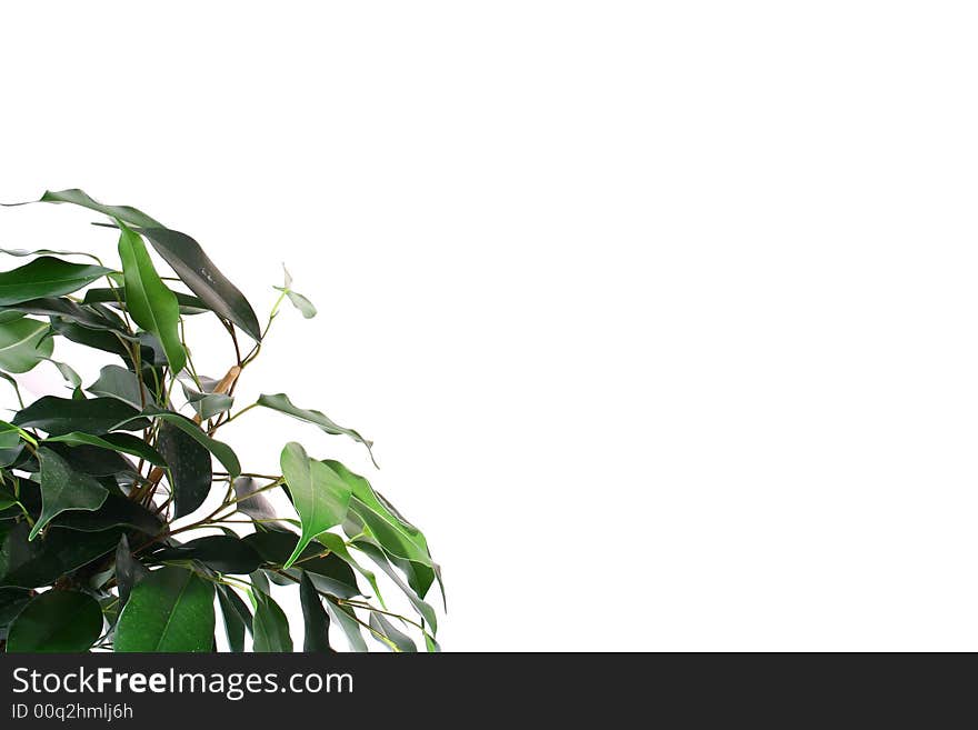 Green ficus tree in a brown pot Isolated white.