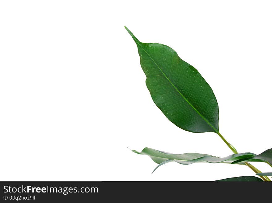 Green ficus tree in a brown pot Isolated white.