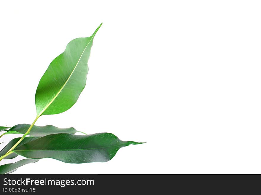 Green ficus tree in a brown pot Isolated white.