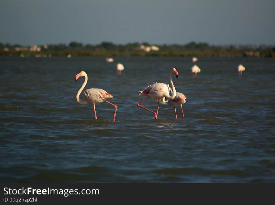 Few pink flamingos grazing in pond, horizontal.