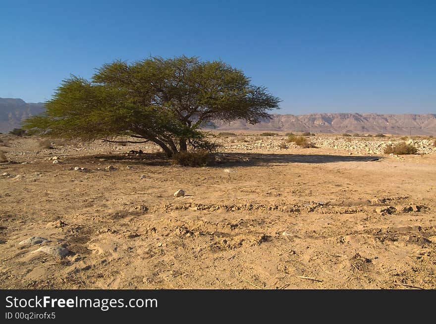 Alone tree in desert on the shore of the dead see