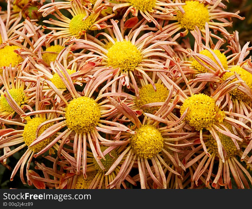 Chrysanthemums