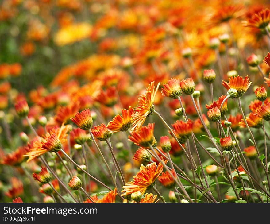 Orange flowers