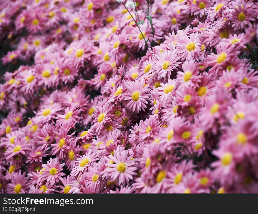 Purple Flowers