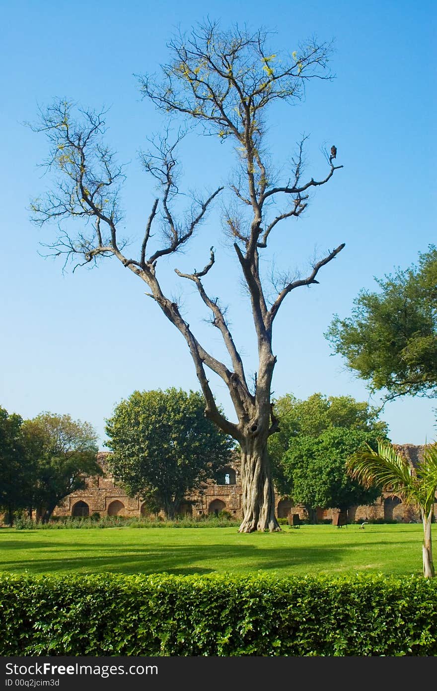 Old tree in old fort lawn