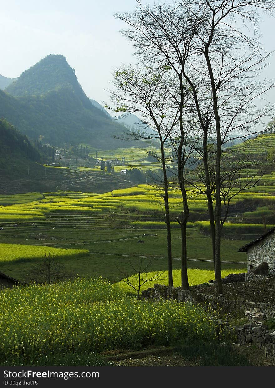 Yellow rape fields in LuoPing, YunNan Prov,China. Yellow rape fields in LuoPing, YunNan Prov,China