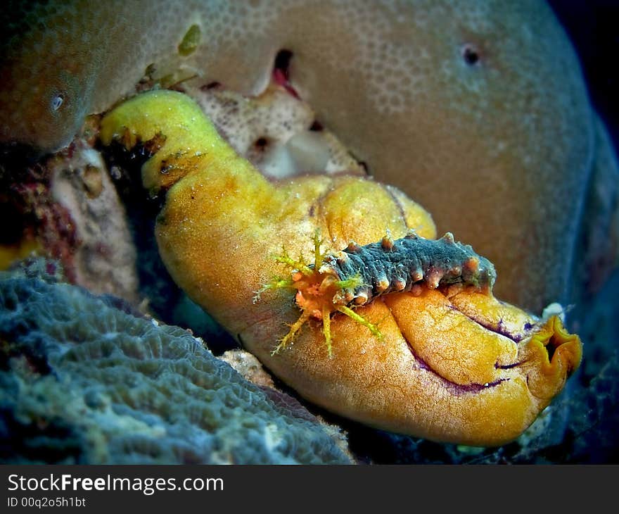 An unidentified sea cucumber on an ascidian species. An unidentified sea cucumber on an ascidian species