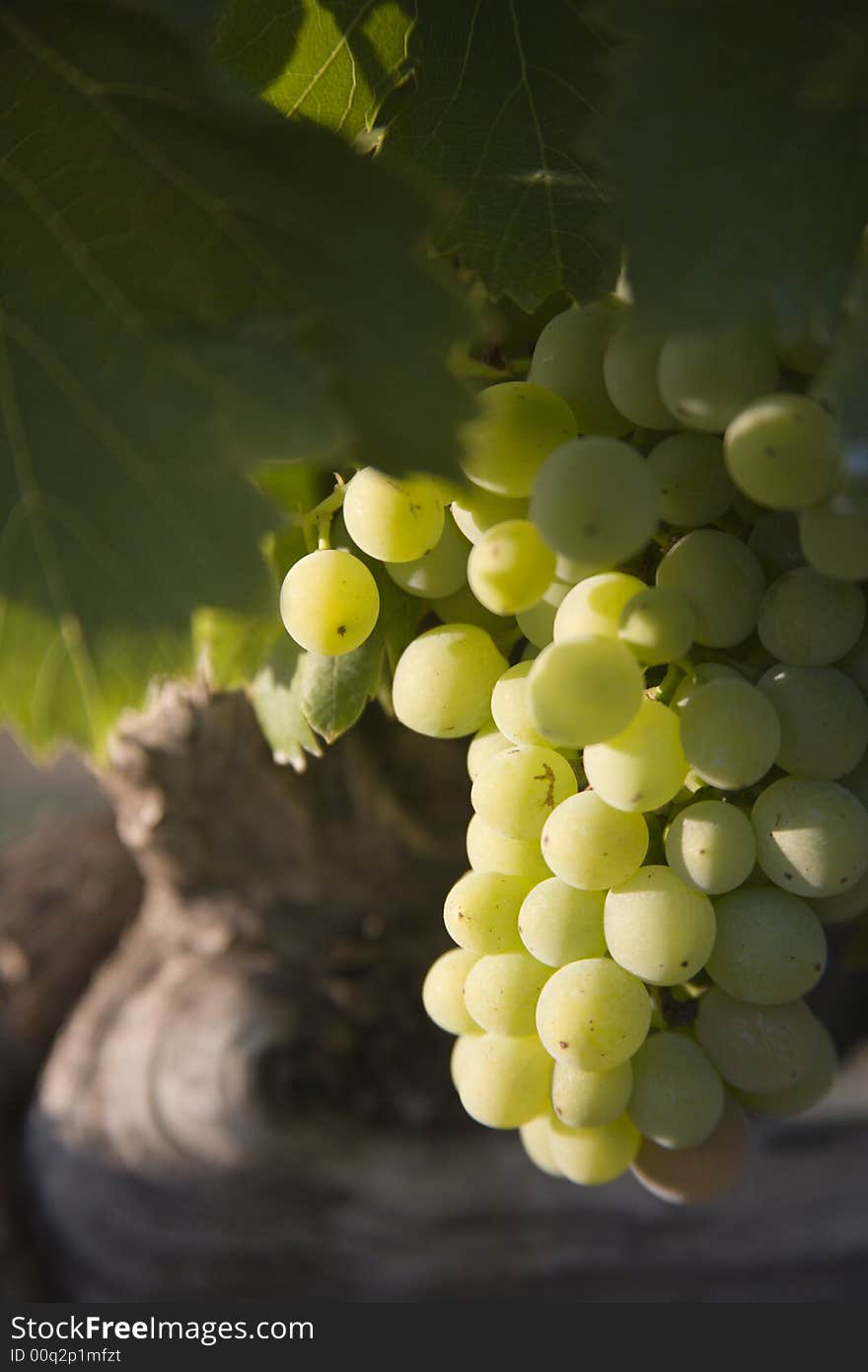 Grapes in Vaucluse in the Provence of France