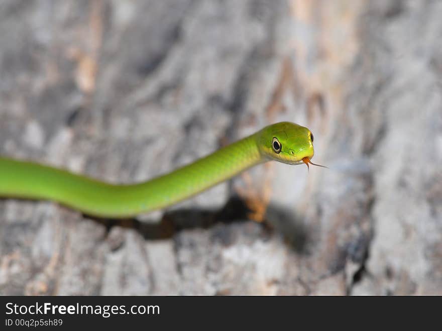 A rough green snake crawling across a piece of fallen bark. A rough green snake crawling across a piece of fallen bark.