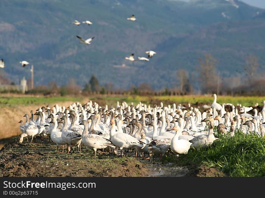 Snow Geese in Field