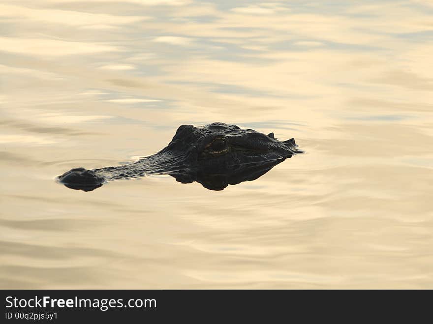 An american alligator floating in calm water early in the morning.